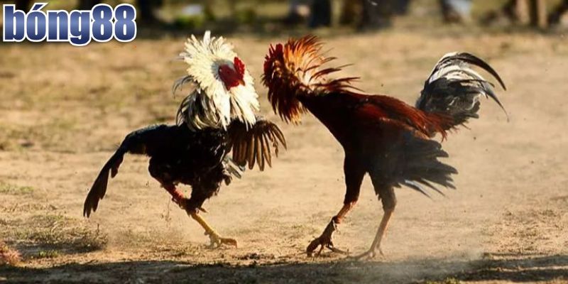 Tìm hiểu sơ lược đá gà Thomo trực tiếp