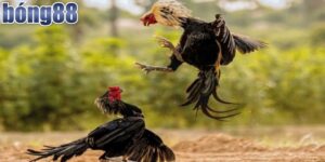 Nền tảng xem đá gà chất lượng, uy tín