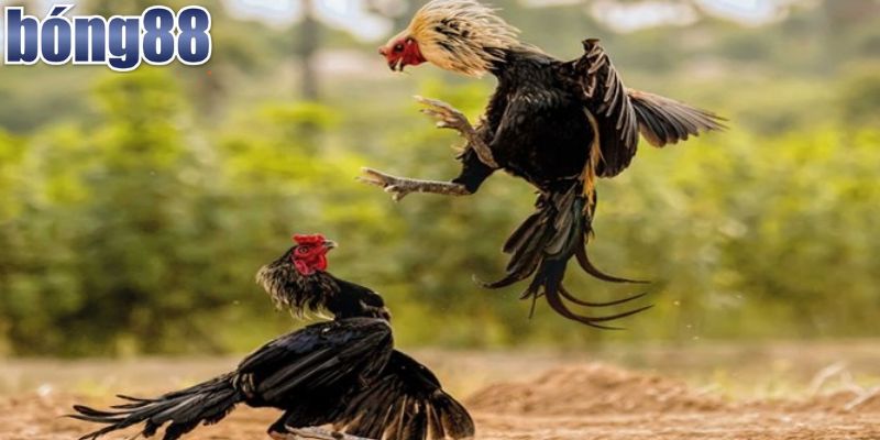 Nền tảng xem đá gà chất lượng, uy tín