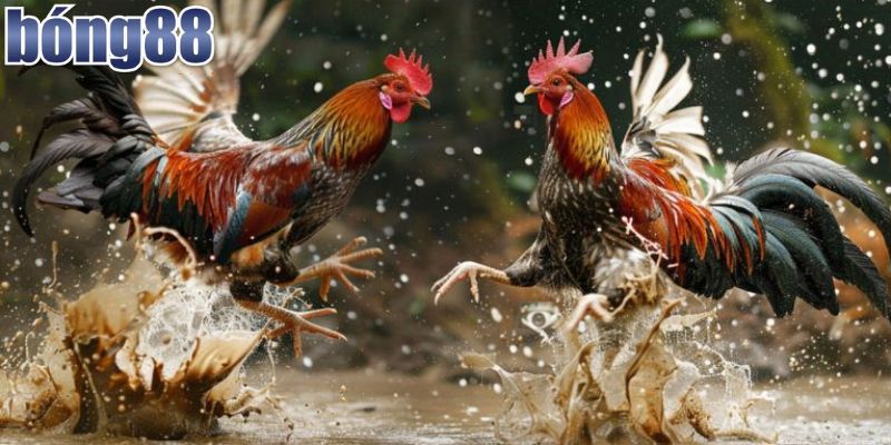 Các bước xem đá gà trực tiếp đơn giản